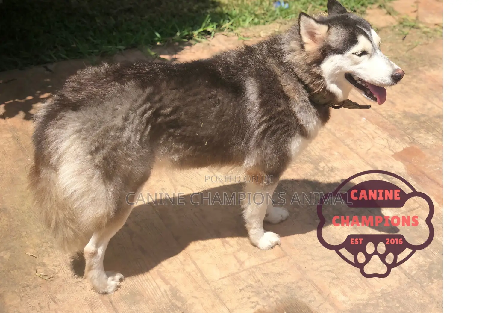 1+ year Male Purebred Siberian Husky