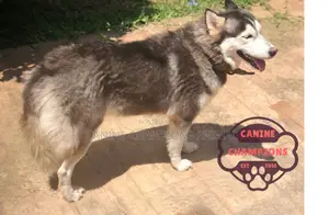 1+ year Male Purebred Siberian Husky