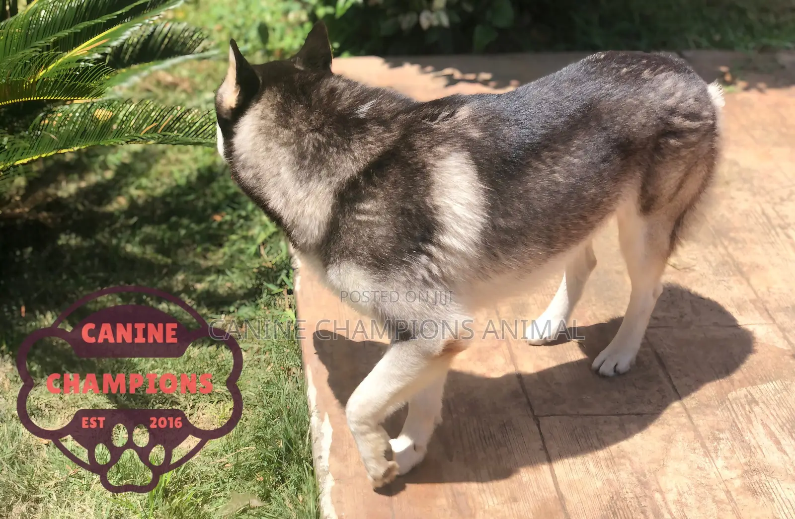 1+ year Male Purebred Siberian Husky