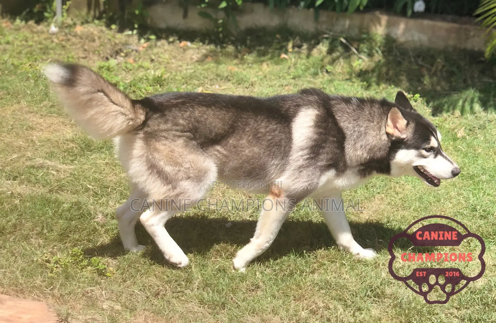 1+ year Male Purebred Siberian Husky