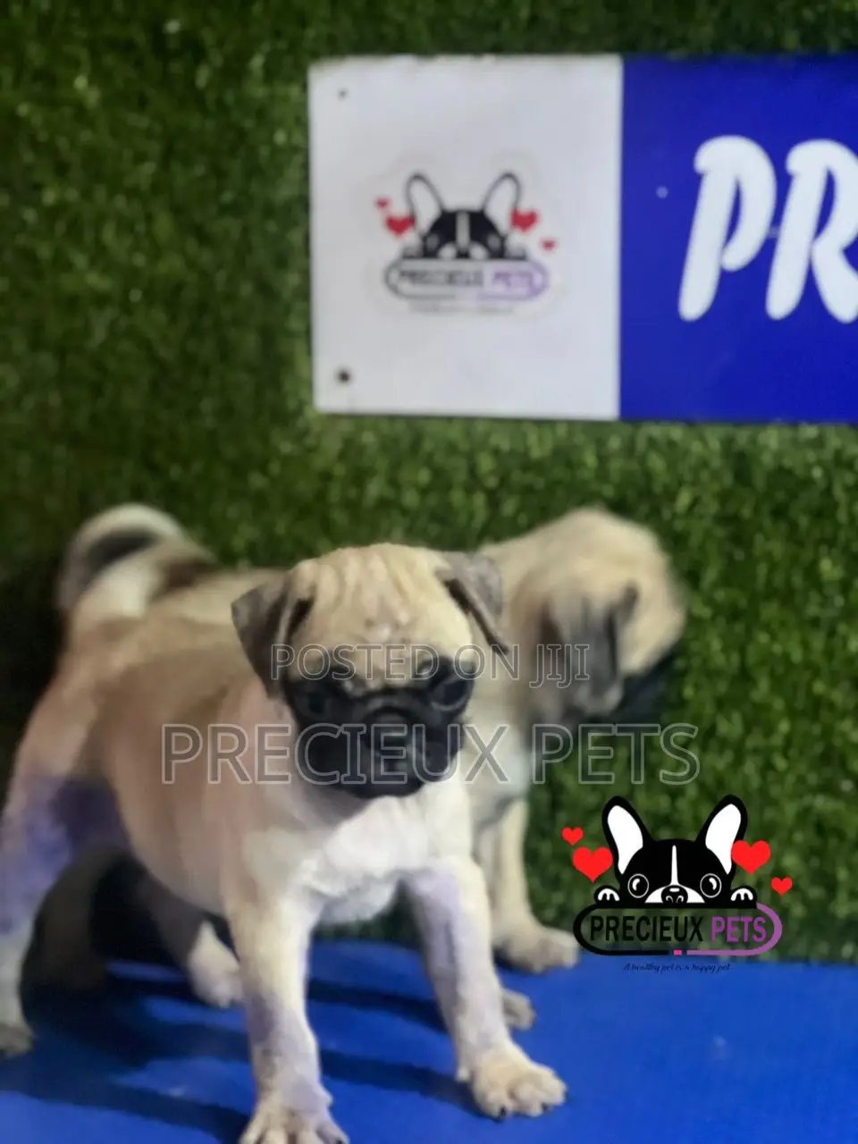 1-3 months Female Purebred Pug