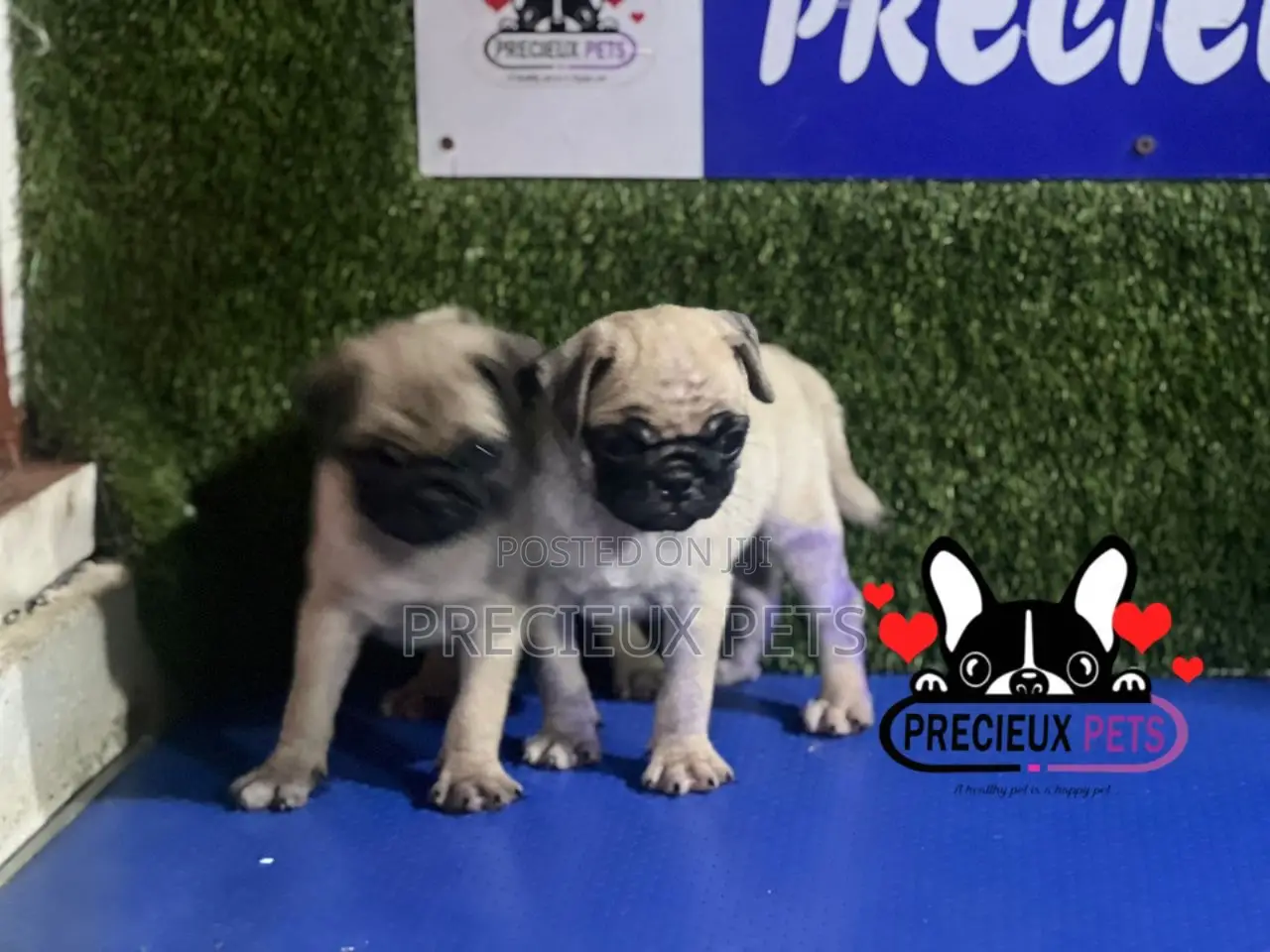 1-3 months Female Purebred Pug
