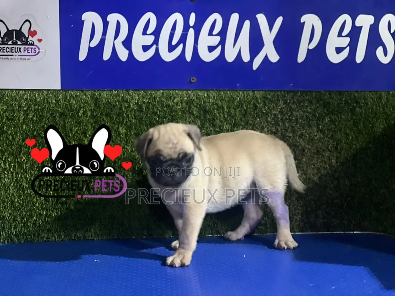 1-3 months Female Purebred Pug
