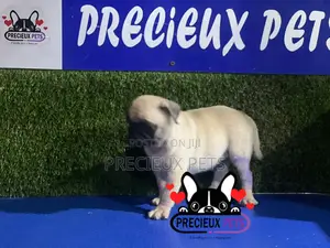 1-3 months Female Purebred Pug