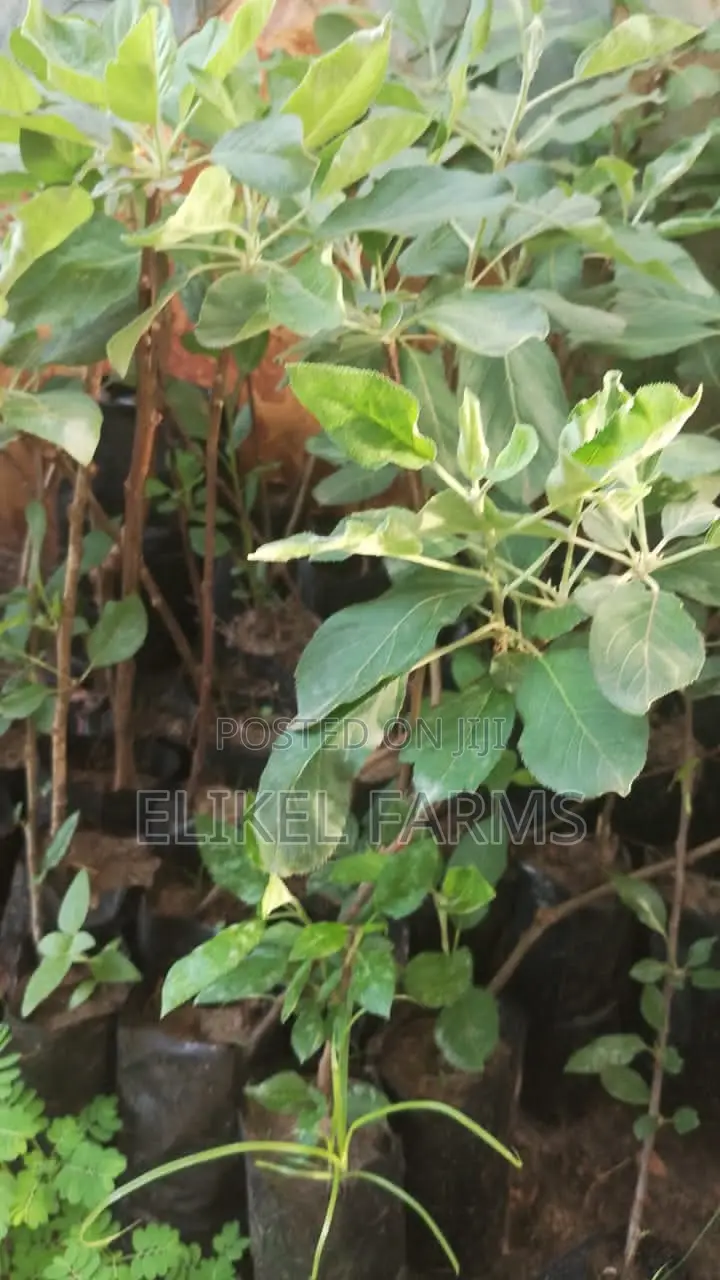 Exotic Apple Seedlings