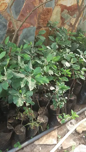Exotic Apple Seedlings