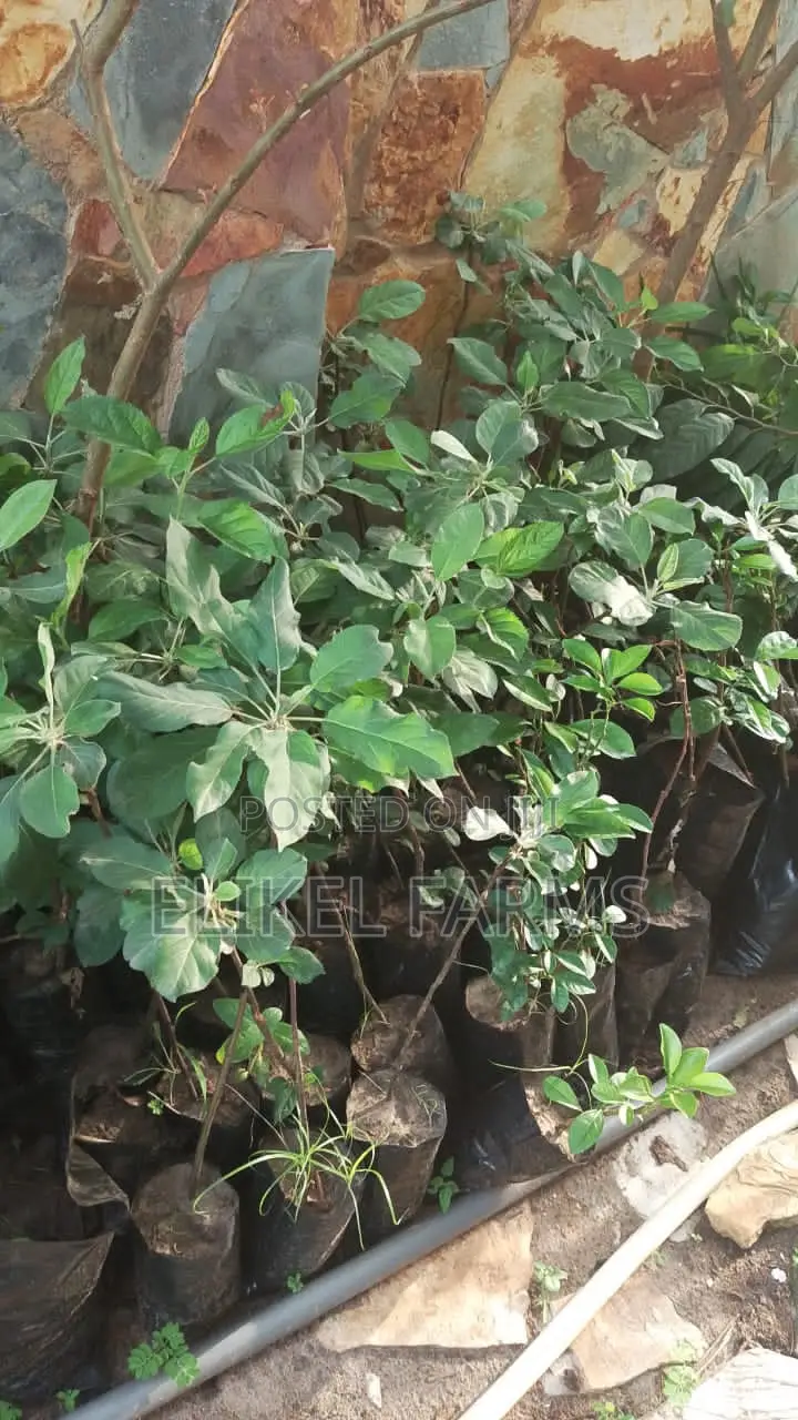 Exotic Apple Seedlings