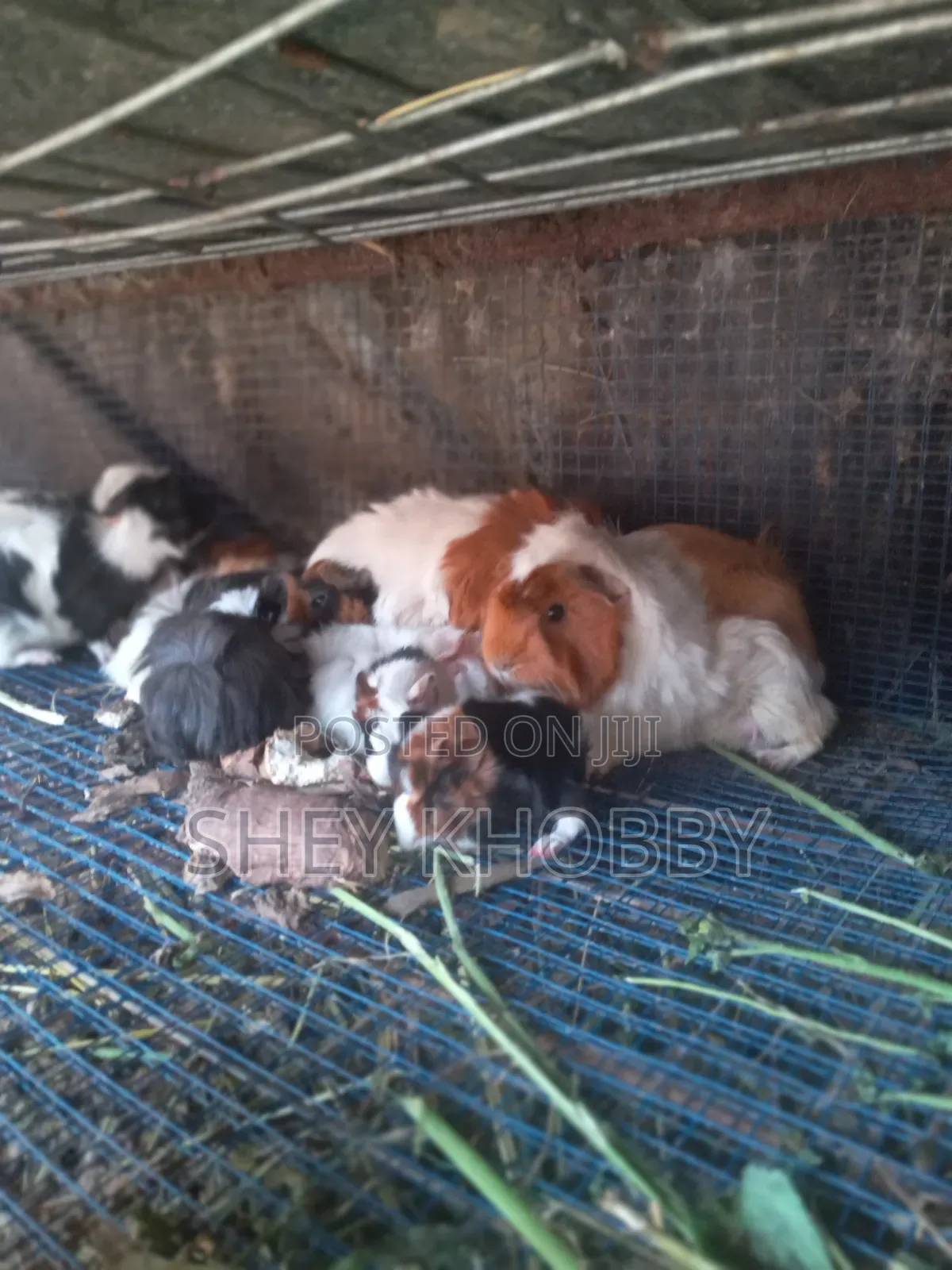 Young Foreign Guinea Pigs for Sale