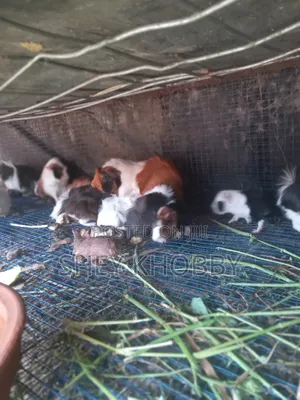 Young Foreign Guinea Pigs for Sale