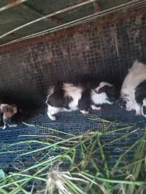 Young Foreign Guinea Pigs for Sale