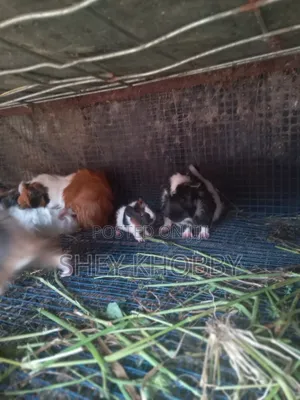Young Foreign Guinea Pigs for Sale