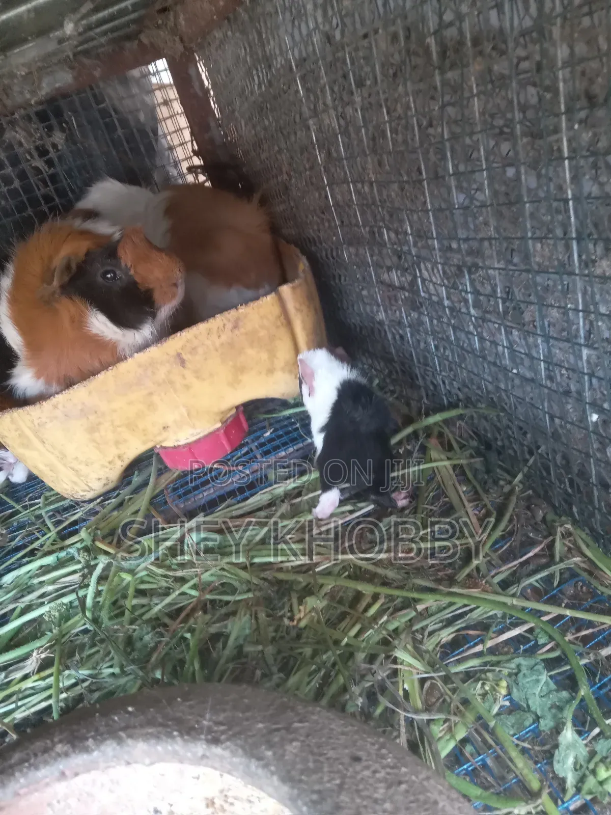 Young Foreign Guinea Pigs for Sale