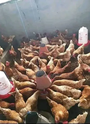 Organic Poultry