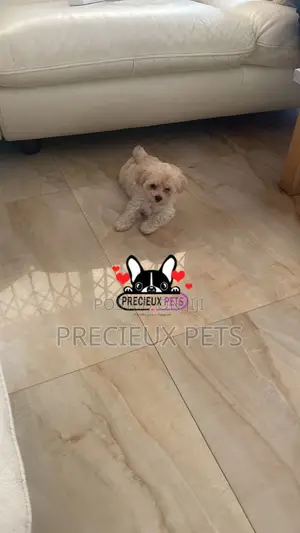 1-3 months Female Purebred Poodle