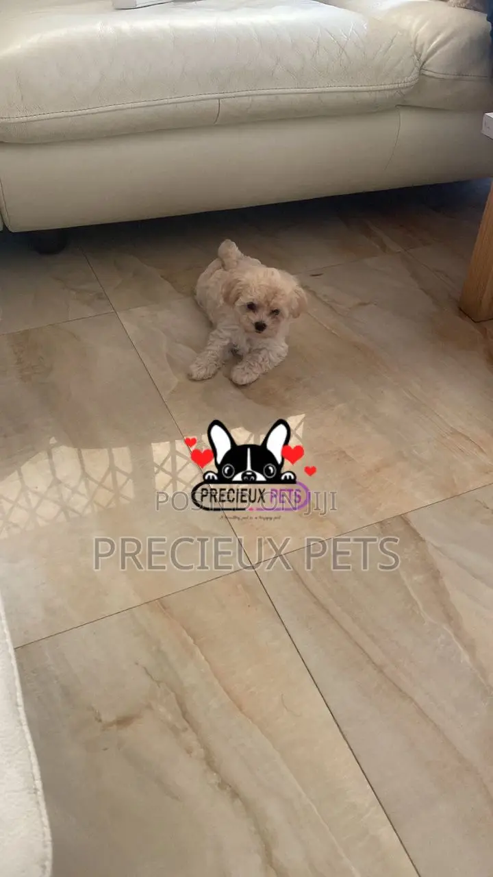1-3 months Female Purebred Poodle