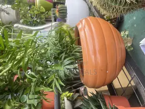 Pot and Plant for Sale