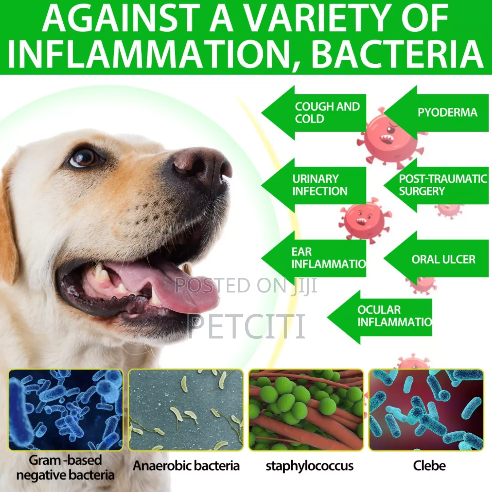 Pet Antibiotics