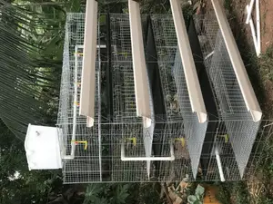Day Old Cage