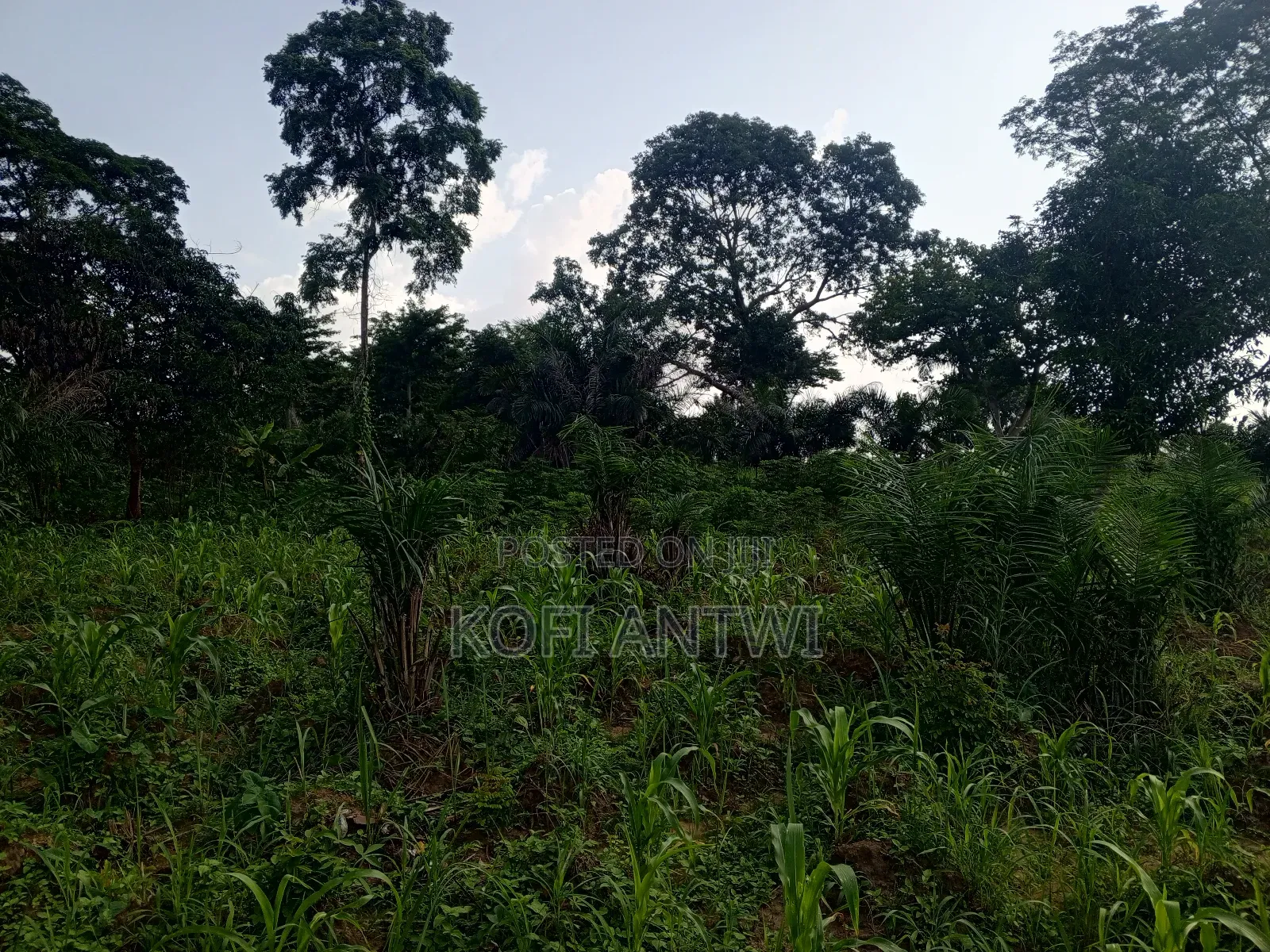 Farmland for Sale in Kintampo North Municipal Land & Plots for Sale