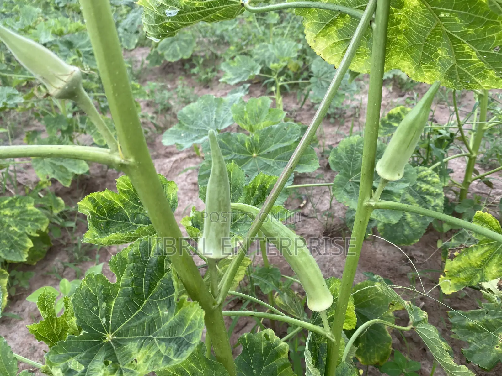 Angola Okro, African Spineless Okro (Abelmoscus Esculentus)