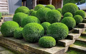 Shaped Plants for Sale