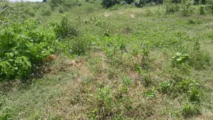 Half Plot for Sale at Kansa City