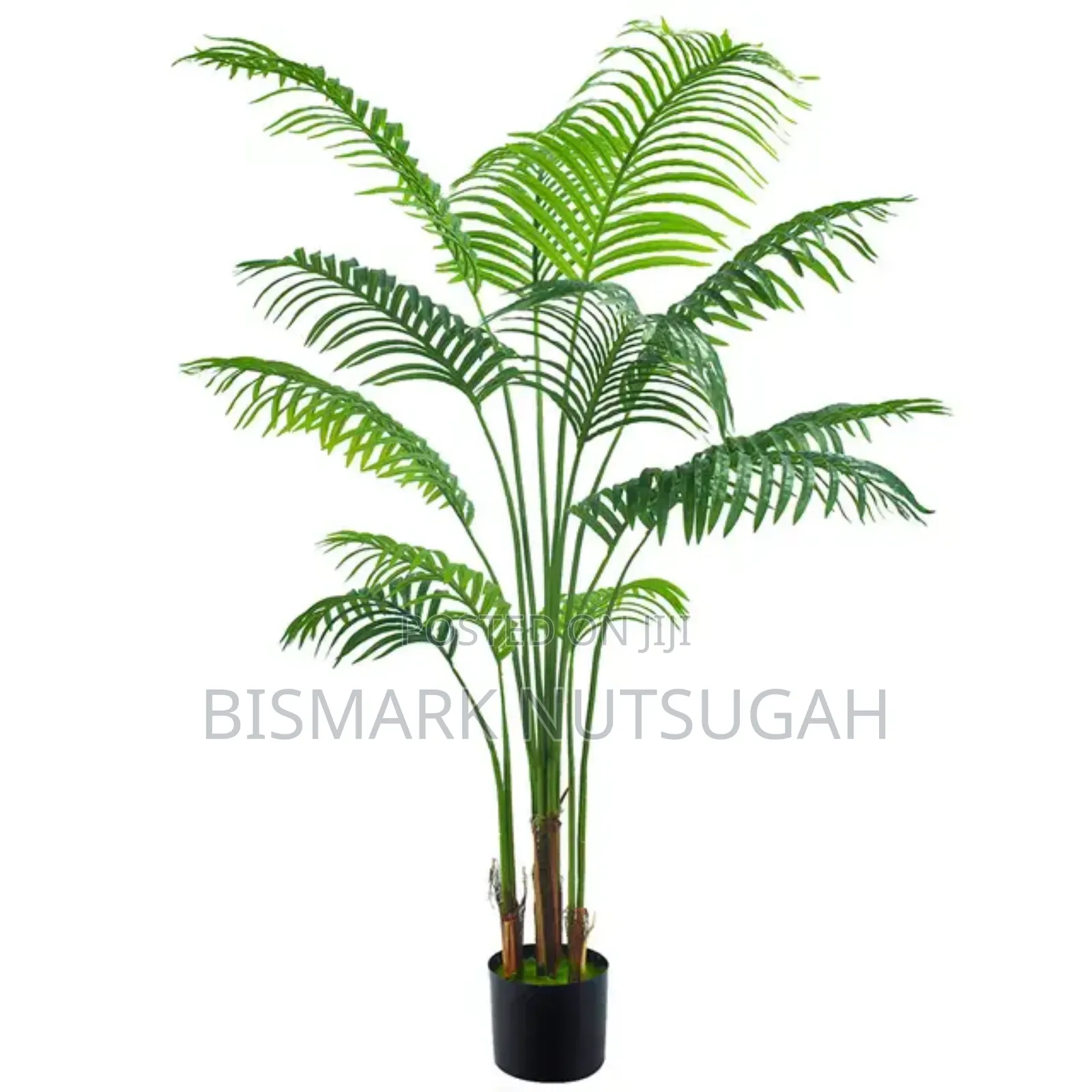 Flower Plant For Sale