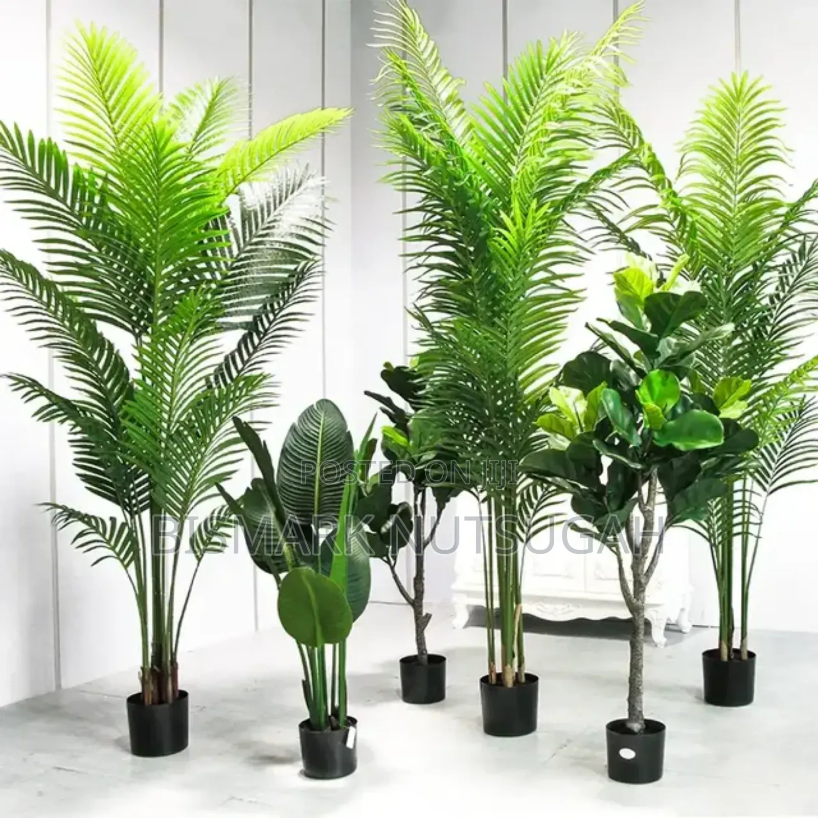 Flower Plant For Sale