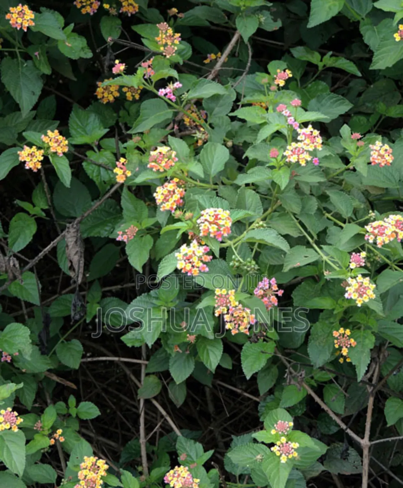 Lantana Camara Plant for Sale in Accra Metropolitan Feeds