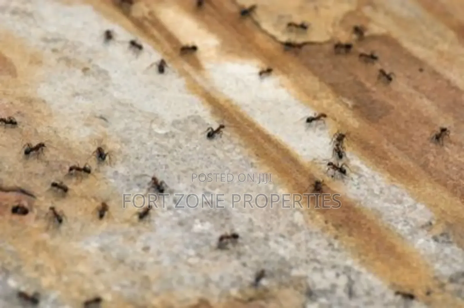 Termite ,Coackrohes and Antes Fumigation Now!