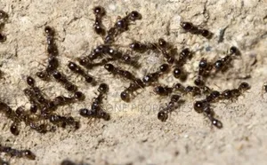 Termite ,Coackrohes and Antes Fumigation Now!