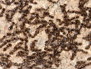 Termite ,Coackrohes and Antes Fumigation Now!