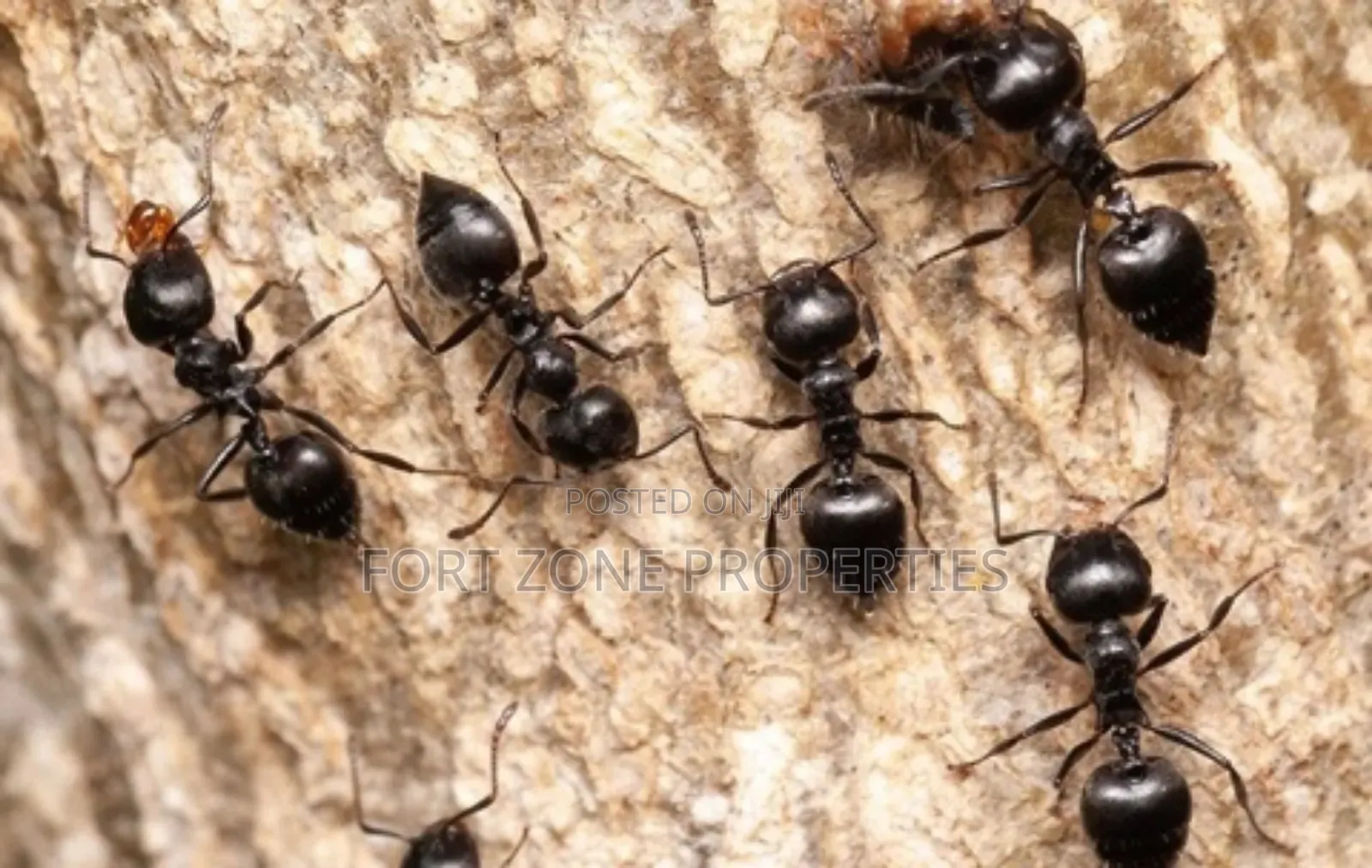 Insects Away From Your Home Now!