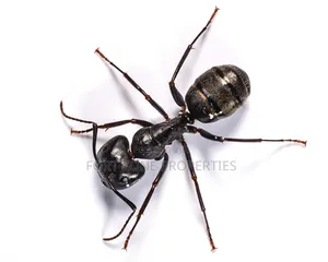 Insects Away From Your Home Now!