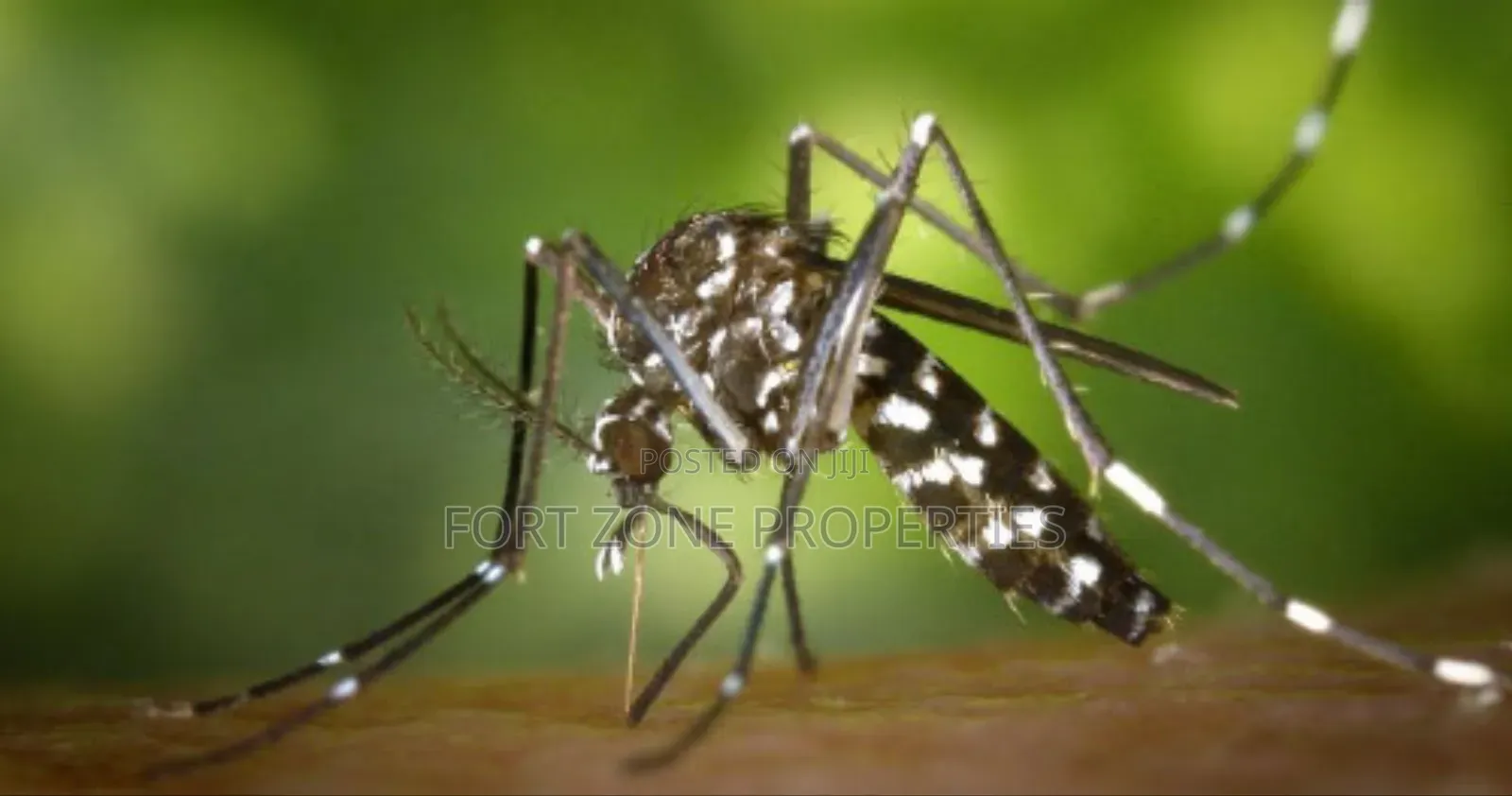 Insects Away From Your Home Now!