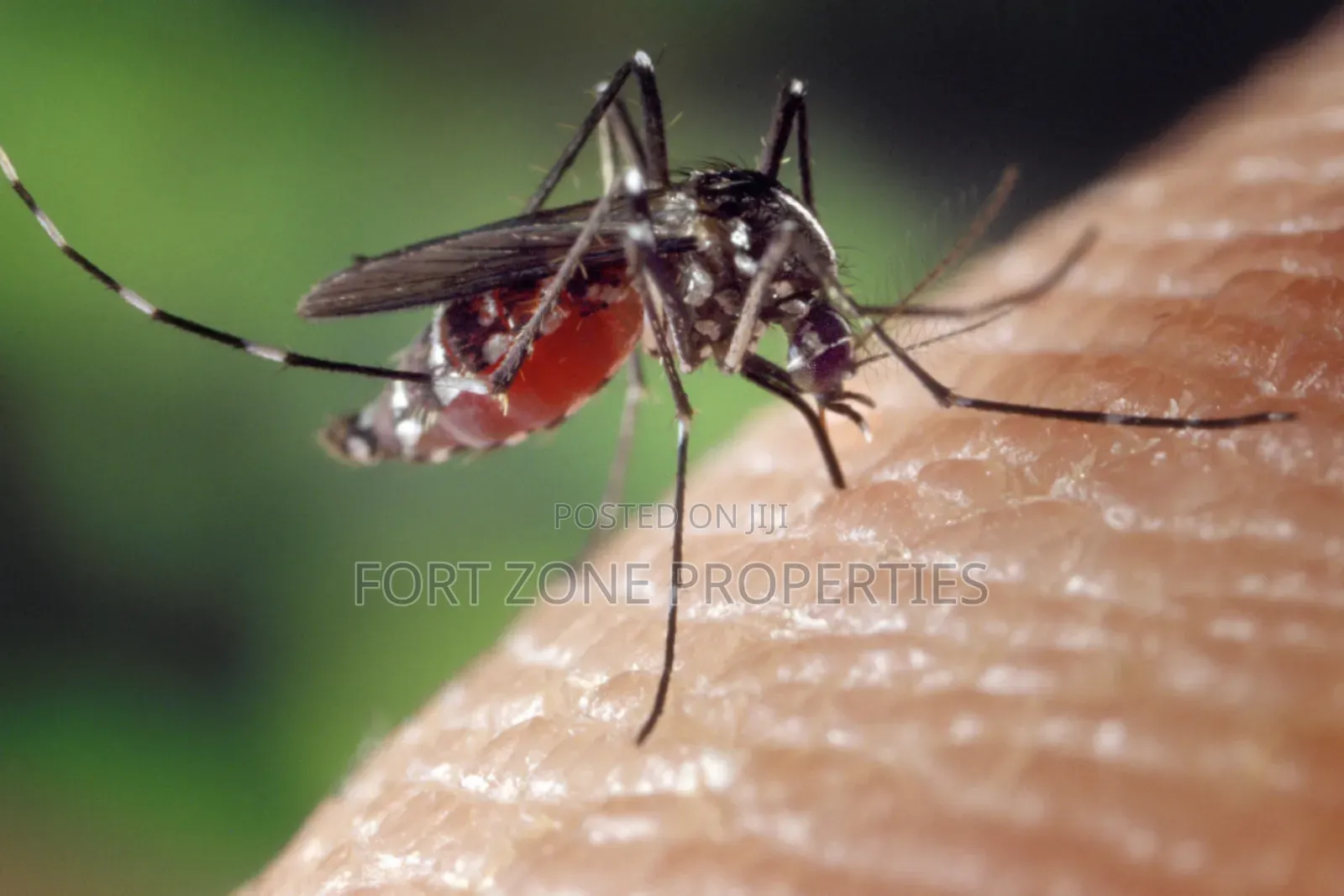 Insects Away From Your Home Now!