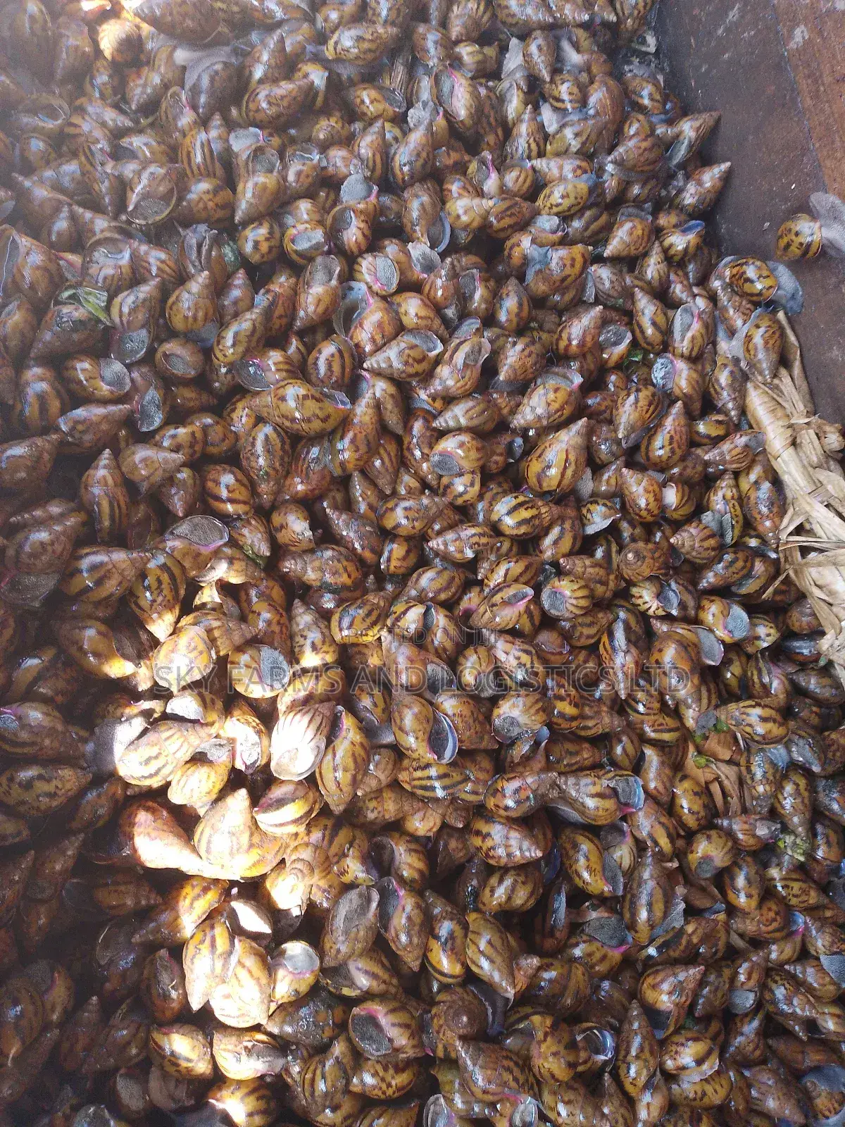 Point of Lay Snails