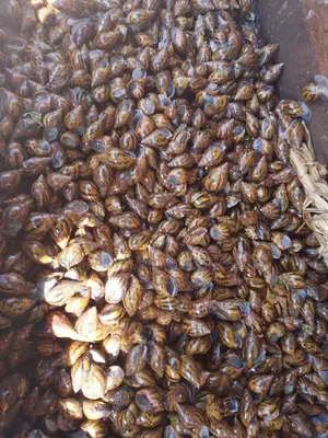 Point of Lay Snails