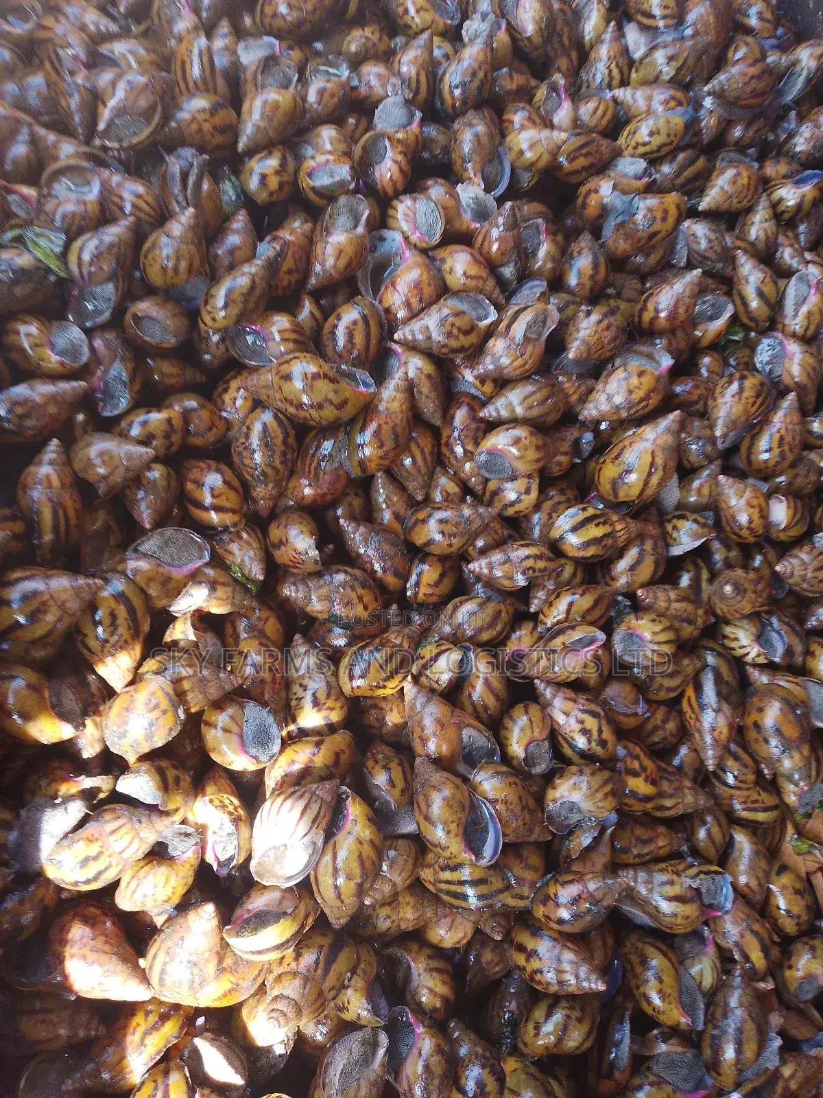 Point of Lay Snails