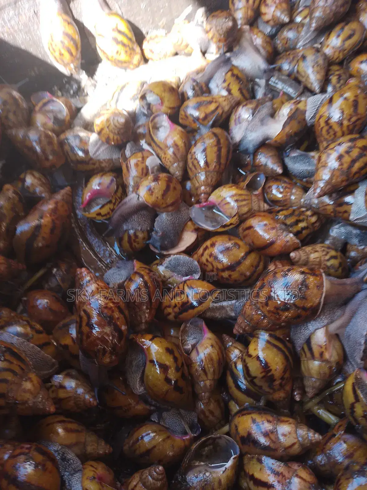 Point of Lay Snails