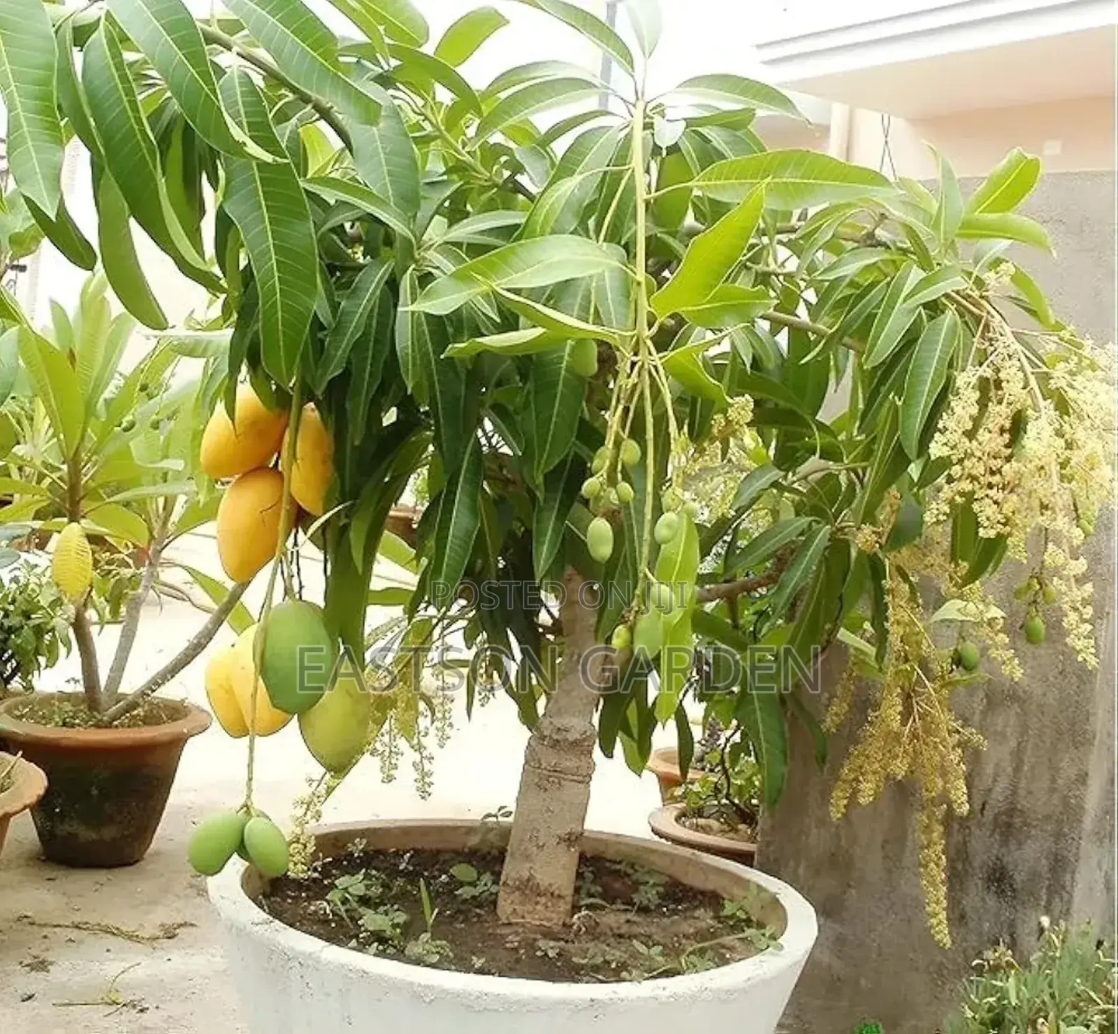 Jumbo Dwarf Mango Seedlings