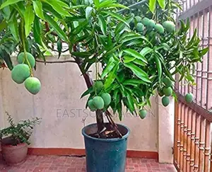 Jumbo Dwarf Mango Seedlings