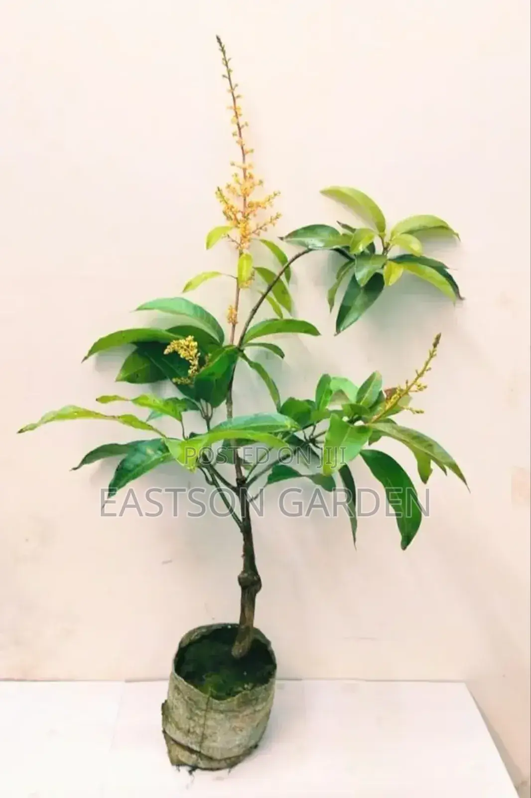 Jumbo Dwarf Mango Seedlings