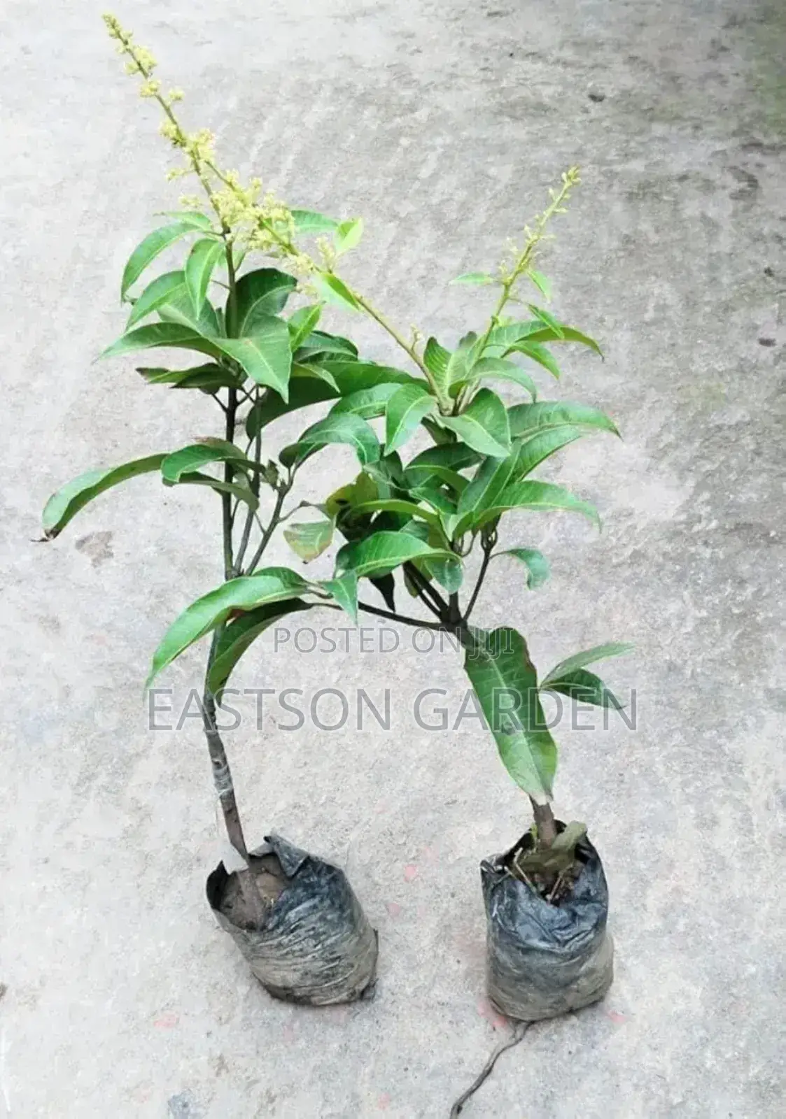 Jumbo Dwarf Mango Seedlings