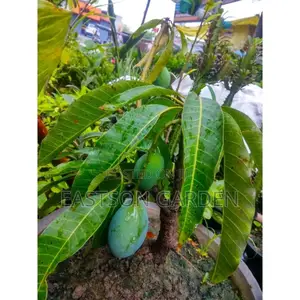Jumbo Dwarf Mango Seedlings