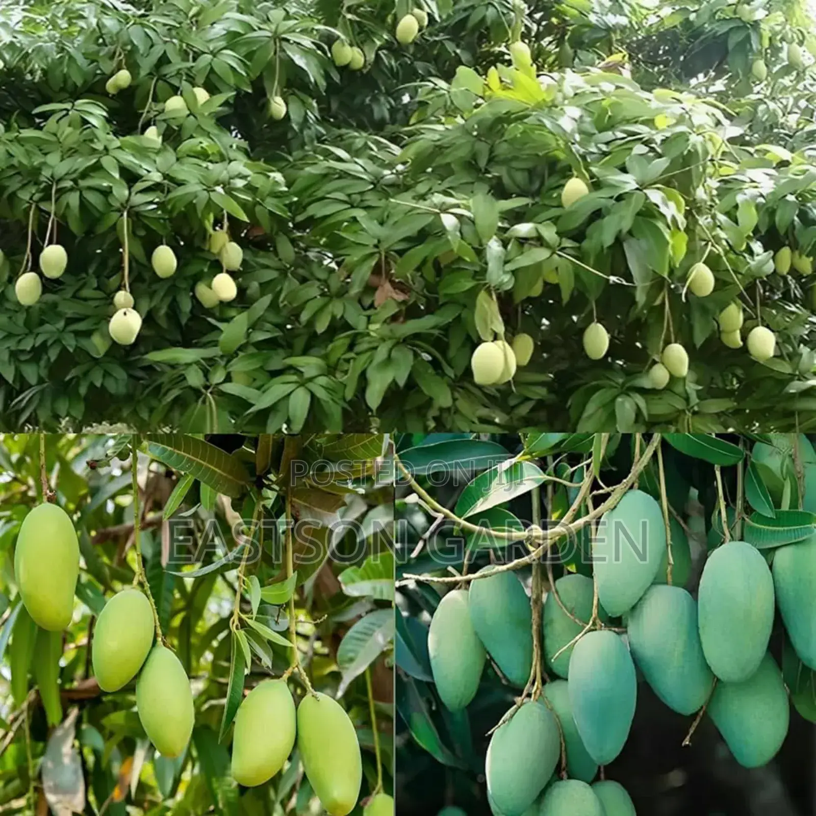 Jumbo Dwarf Mango Seedlings