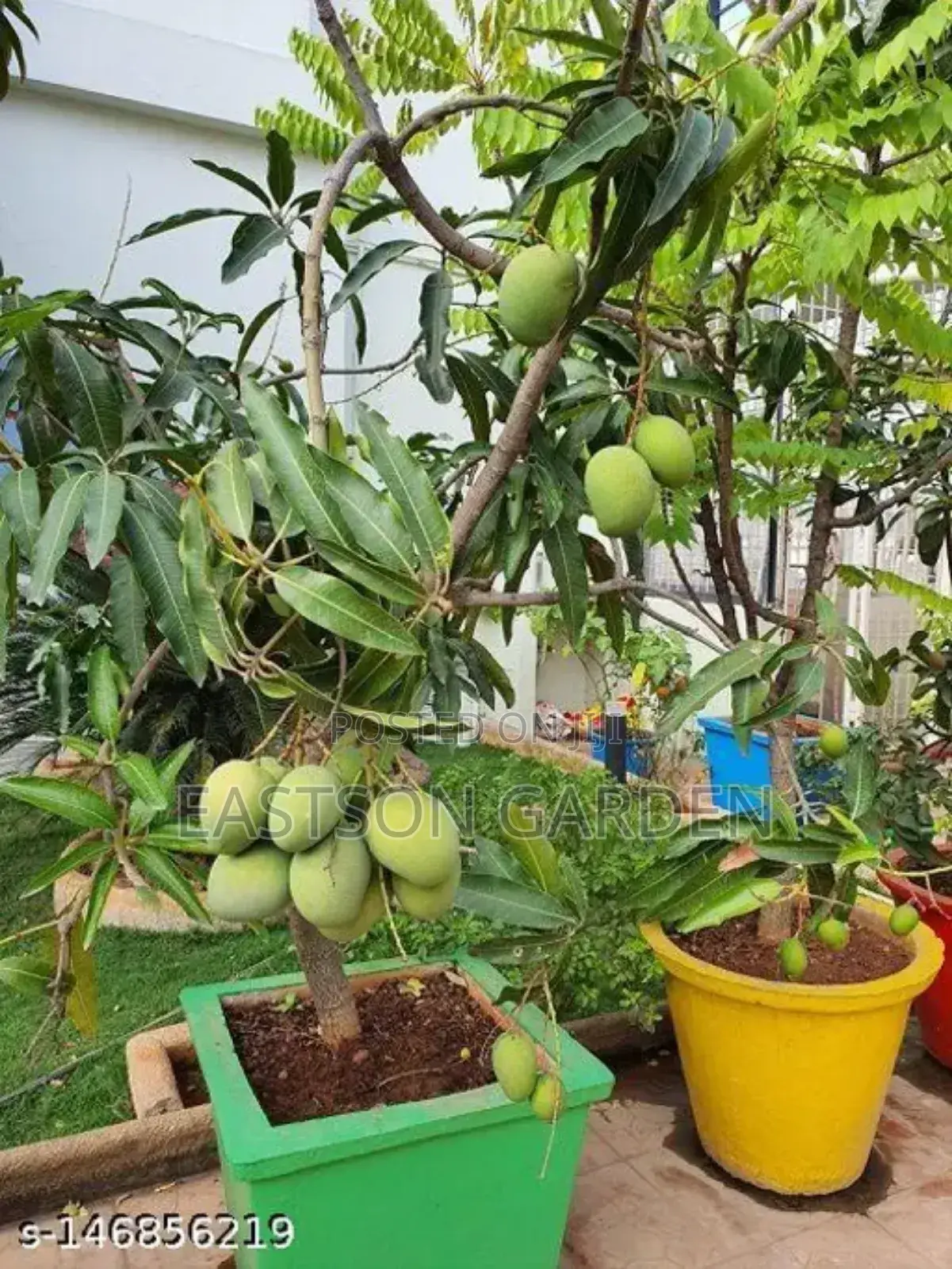 Jumbo Dwarf Mango Seedlings
