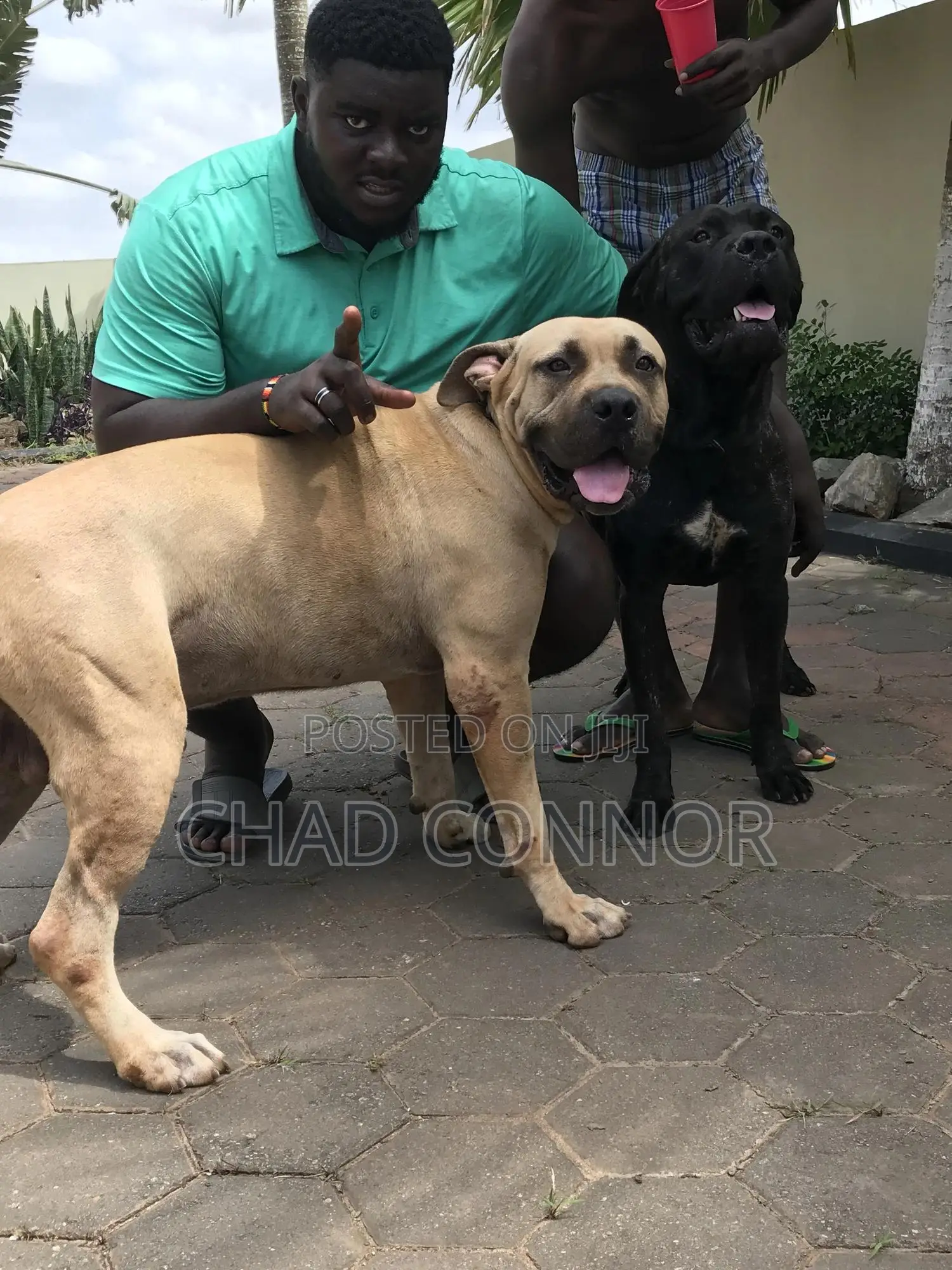 1+ year Male Purebred Boerboel