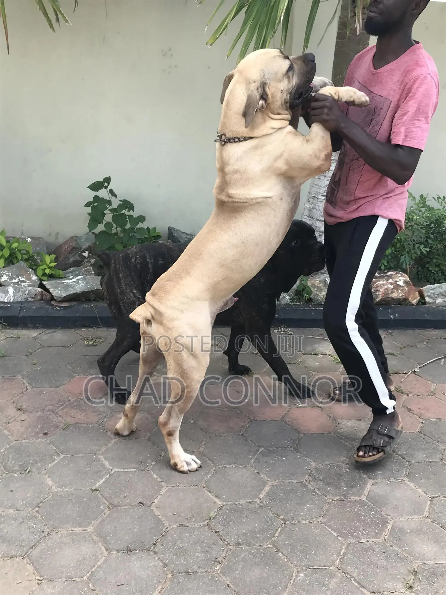 1+ year Male Purebred Boerboel