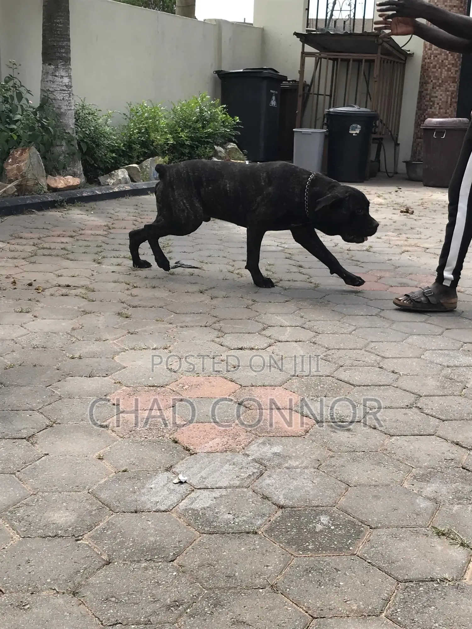 1+ year Male Purebred Boerboel